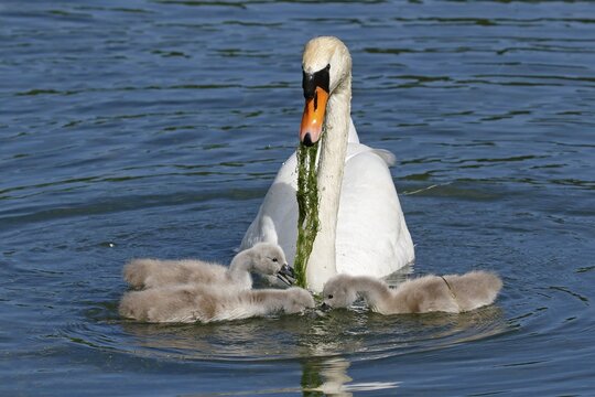 Mute swans (Cygnus olor) Old bird feeding chicks with water plants, Schleswig-Holstein, Germany