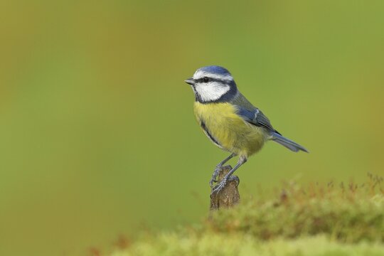 Blue tit (Parus caeruleus) sitting on an old tree root, North Rhine-Westphalia, Germany