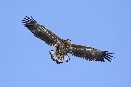 White-tailed Eagle or Sea Eagle (Haliaeetus albicilla), in flight, Rausu, Menashi, Hokkaido, Japan