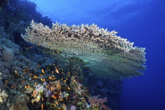 Pharaohs coniferous coral (Acropora pharaonis) and group of sea goldie (Pseudanthias squamipinnis), Panorama Reef dive site, Egypt, Red Sea