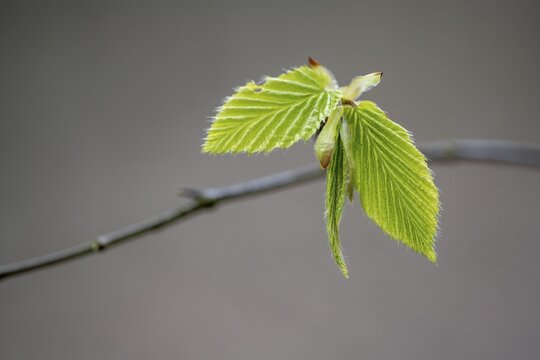 A beech (Fagus) leaf in spring, Ahlhorn fish ponds, Ahlhorn, Lower Saxony, Germany