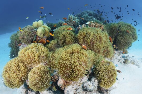 Anemone field from Magnificent sea anemones (Heteractis magnifica) with Pink skunk clownfish (Amphiprion perideraion) Andaman Sea, Mu Ko Similan National Park, Similan Islands, Phang Nga Province, Thailand