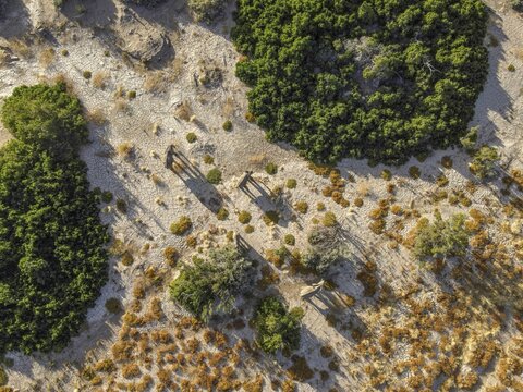 Desert elephants (Loxodonta africana) in the Hoanib dry river, aerial view, Kaokoveld, Kunene region, Namibia