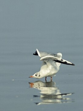 Black-headed gull, chroicocephalus ridibundus, black-headed gull, larus ridibundus, birds, charadriiformes, eclipse plumage, gulls, high size, portrait format, limikolen, mirror, seagulls, resting dress, simple dress, reflection, birds