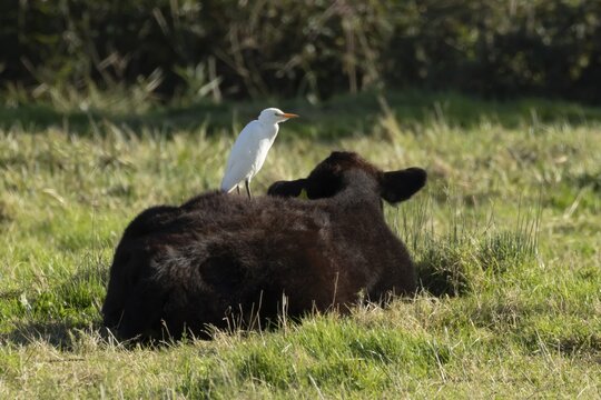 Cattle egret (Bubulcus ibis) adult bird standing on a cow in a grass field, England, United Kingdom