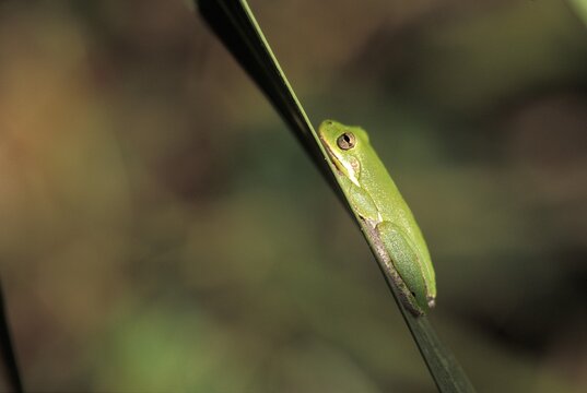 Treefrog sitting on a gras Florida USA America