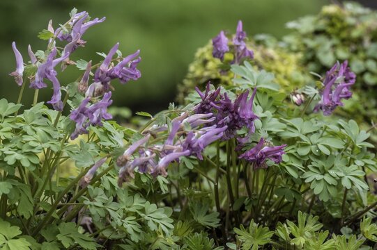 Corydalis solida (Corydalis solida), Emsland, Lower Saxony, Germany