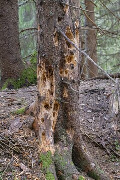 Woodpecker feeding marks on a tree, Schwaz, Tyrol, Austria