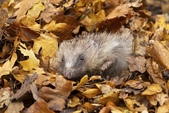 European hedgehog (Erinaceus europaeus) adult animal emerging from fallen autumn leaves, England, United Kingdom