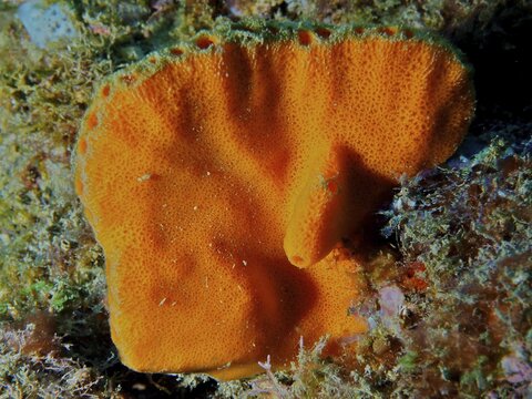 A strikingly orange elephant-ear sponge (Agelas clathrodes) in an underwater landscape, Coral Garden dive site, Puerto Viejo de Talamanca, Lim&oacute;n, Costa Rica, Caribbean, Atlantic Ocean, Central America