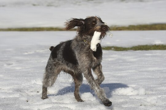 Hunting (Mustela erminea) dog B&ouml;hmisch Raubart, or Cesky Fousek retrieves large weasel in the snow, Allg&auml;u, Bavaria, Germany