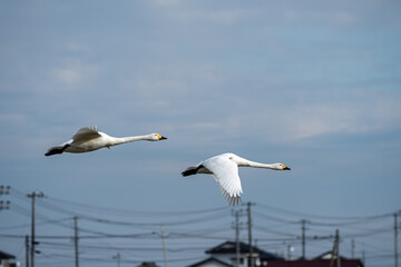 swan in japan © Fukusuke_Japan