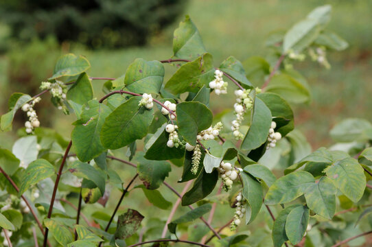 white snowberry plant with fruit
