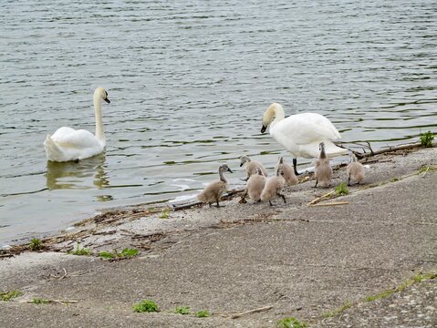 Mute swan (Cygnus olor) with cygnets in Romania