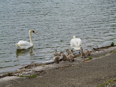 Mute swan (Cygnus olor) with cygnets in Romania