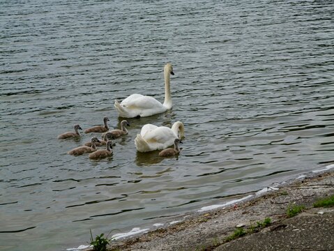 Mute swan (Cygnus olor) with cygnets in Romania