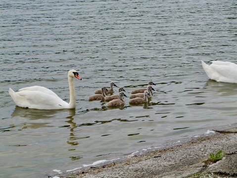 Mute swan (Cygnus olor) with cygnets in Romania