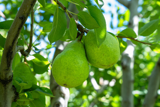 Avgustovski Rosa variety pears growing on the tree