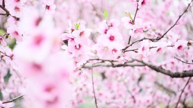 close up of blooming almond tree in a sunny day, Prunus amygdalus