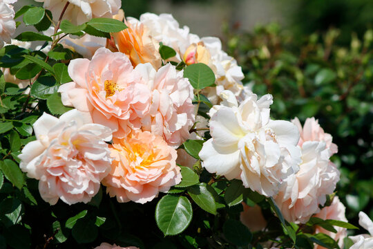 light peach roses close-up

