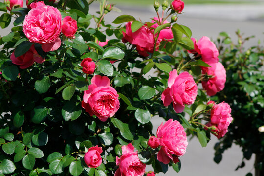 bright pink roses on a bush

