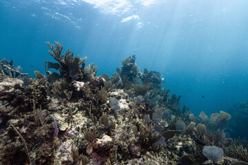 Sunlight over a Caribbean coral reef with sea fans and soft corals, Mexico © Kristof