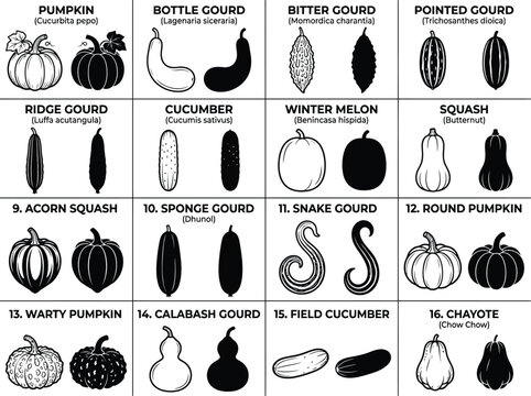 Gourd and Pumpkin Vegetable Family Icon Set. Line and Solid Icons Chart for Bottle Gourd, Bitter Melon, Pointed Gourd, Cucumber, Winter Melon, and Squash Varieties.
