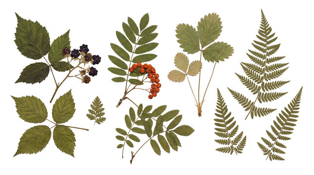Pressed wild berries rowan fern leaves