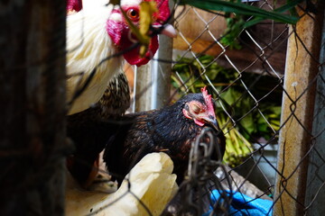 Close Up of White Rooster and Black Hen Kept Inside Wire Mesh Cage at Traditional Asian Wet Poultry Market © Aisyah Faiha