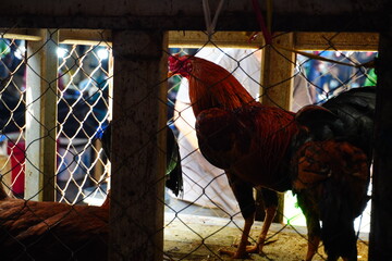Red and Brown Rooster Standing Inside Wooden and Wire Mesh Cage at Traditional Asian Livestock Poultry Market © Aisyah Faiha
