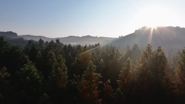 Morning fog forest sunrise landscape in Liyang Tianmu Lake wetland park