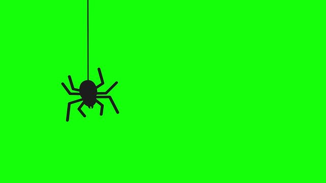 Animated black spider descending on its web thread, isolated against a bright green background