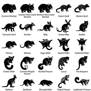 Australian Marsupials Black Line Art