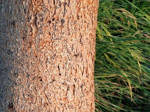 Closeup rough tree bark texture with natural sunlight lighting