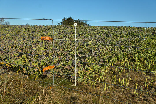 Electric fence attached to wire fence supported by pigtail in rural setting protecting crop and allowing animal food access