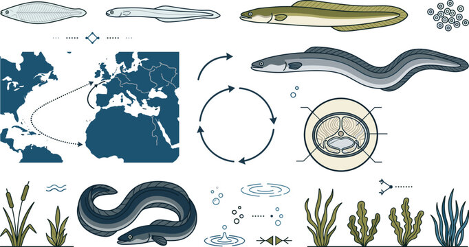 Eel Life Cycle Infographic Vector Set Featuring Growth Stages, Migration Map, Cross Section Diagram, Marine Habitats, Seaweed, and Water Ripple Elements