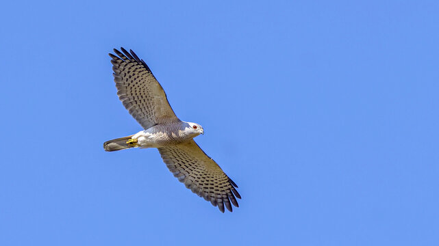 An adult male Shikra (Accipiter badius) with striking orange-red eyes soaring gracefully in a clear blue sky, showing its fine chest barring and underwing pattern.