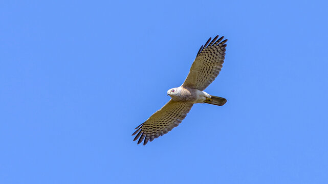 An adult male Shikra (Accipiter badius) with striking orange-red eyes soaring gracefully in a clear blue sky, showing its fine chest barring and underwing pattern.