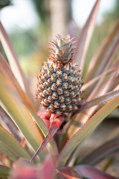 Ripe miniature tropical pineapple fruit growing on palm tree in agricultural farm in Thailand, organic farming and producing exotic fruits in Thai, mini pineapple grows at countryside plantation.