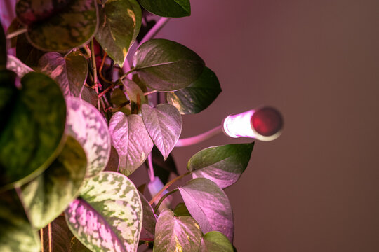 Closeup of houseplant leaves illuminated by pink LED grow lamp at home. Artificial lighting compensates for reduced daylight and supports plant growth during autumn and winter season indoors.