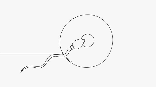 Continuous line drawing animation of conception and fertilization vector artwork isolated on white background. 