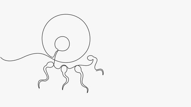 Continuous line drawing animation of conception and fertilization vector artwork isolated on white background. 