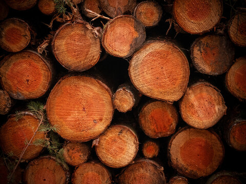 Stack of cut logs with orange wood rings in the New Forest England
