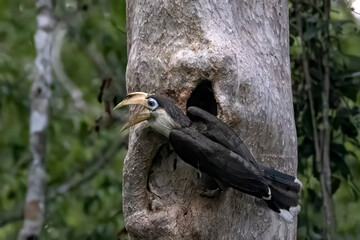 A male Austen's Brown Hornbill (Anorrhinus austeni) taking off from its tree nest cavity in a lush tropical forest, spreading its wings showing white tail tips. © manoch