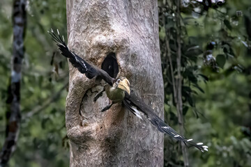 A male Austen's Brown Hornbill (Anorrhinus austeni) taking off from its tree nest cavity in a lush tropical forest, spreading its wings showing white tail tips. © manoch