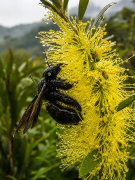 Macro shot of a black carpenter bee covered in raindrops perching on a yellow bottlebrush flower.