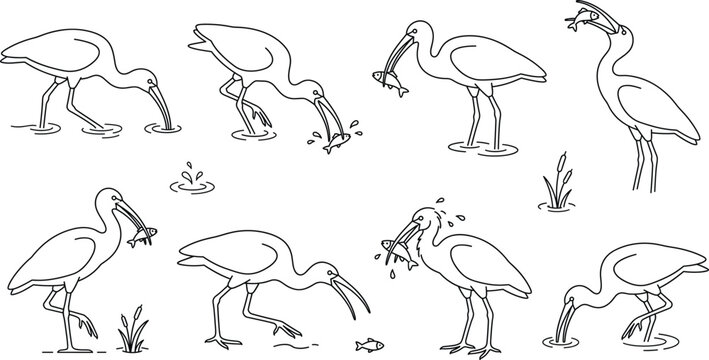 Heron Bird Line Art Vector Icon Set Featuring Ibis or Stork Hunting Catching and Eating Fish in Wetland Swamp Water Scenes for Wild Nature Designs