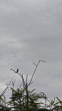 Hummingbird Spreading Wings and Flying Off Tree Branch