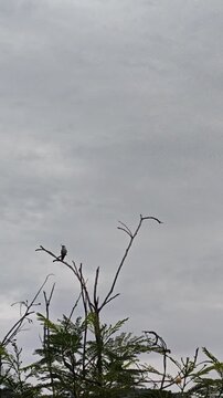 Hummingbird Perched Motionless on Guaje Tree Branch