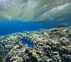 Striped tropical fish swimming above a shallow Red Sea coral reef © RED SEA